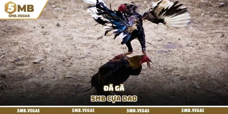 Đá gà 5MB cựa dao