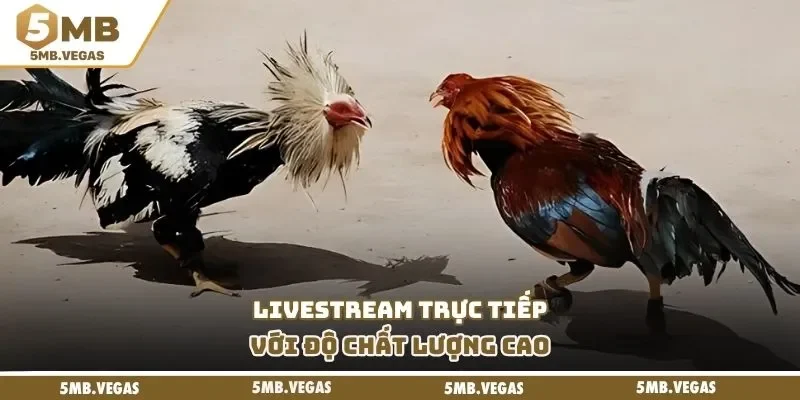 Livestream trực tiếp với độ chất lượng cao