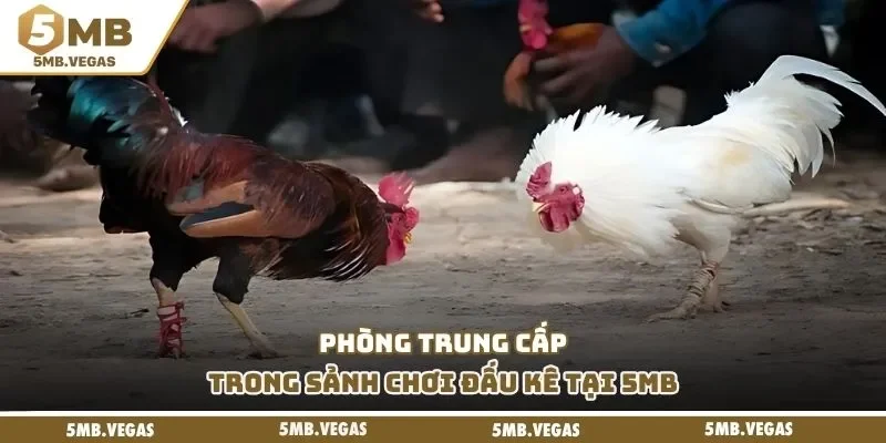 Phòng trung cấp trong sảnh chơi đấu kê tại 5MB
