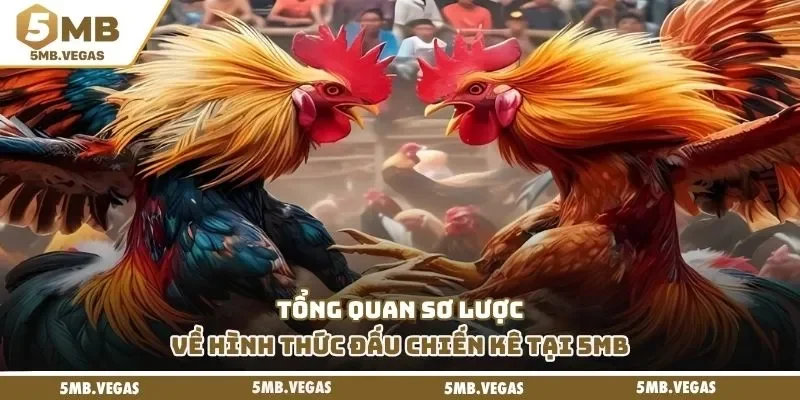 Tổng quan sơ lược về hình thức đấu chiến kê tại 5MB
